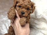Kipir Kipir Toy Poodle Bebekler