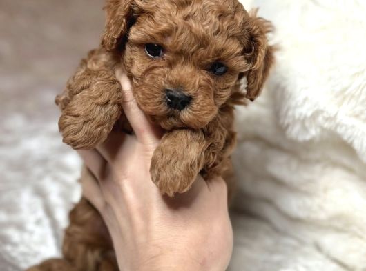 Kipir Kipir Toy Poodle Bebekler görsel