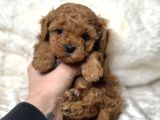KIPIR KIPIR TOY POODLE BEBEKLER