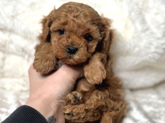 Kipir Kipir Toy Poodle Bebekler