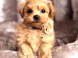KORE MALTİPOO YAVRULARI