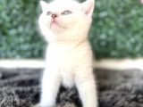 Özel Yavrular