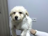 UYGUN Maltipoo 2 Buçuk aylık karma bir aşısı yapılı