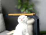 SCOTTISH FOLD RED POİNT YAVRUM