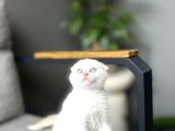 Scottish Fold Red Poi̇nt Yavrum