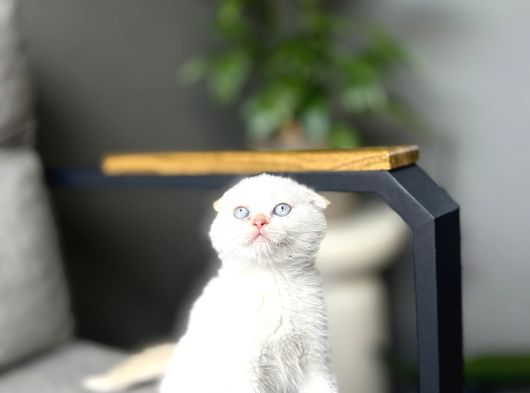 Scottish Fold Red Poi̇nt Yavrum görsel