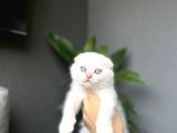 Scottish Fold Red Poi̇nt Yavrum