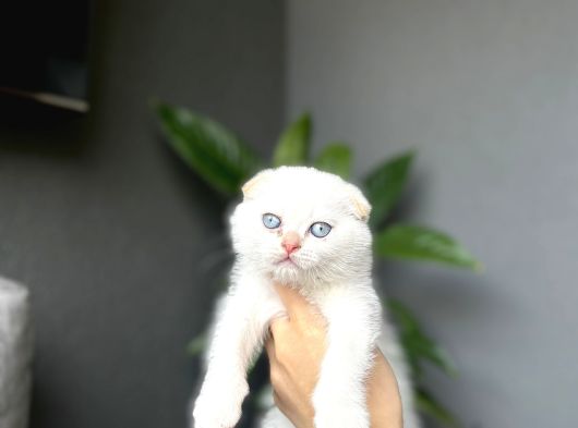 Scottish Fold Red Poi̇nt Yavrum görsel