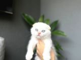 Scottish Fold Red Poi̇nt Yavrum