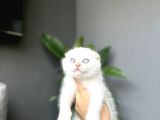 Scottish Fold Red Poi̇nt Yavrum