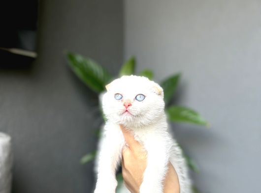 Scottish Fold Red Poi̇nt Yavrum görsel