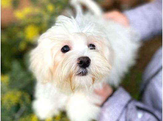 Maltese Disi Yavrular