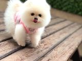 Ayı Surat Mini Pomeranıan Boo