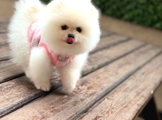 Ayı Surat Mini Pomeranıan Boo görsel