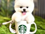 PomeranianBoo Ayıcık Yüz