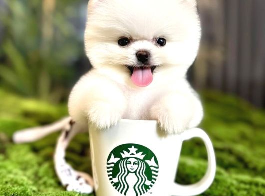 Pomeranianboo Ayıcık Yüz