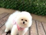 Ayı Surat Mini Pomeranıan Boo