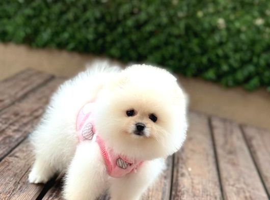 Ayı Surat Mini Pomeranıan Boo görsel