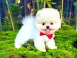 Pomeranianboo Ayıcık Yüz