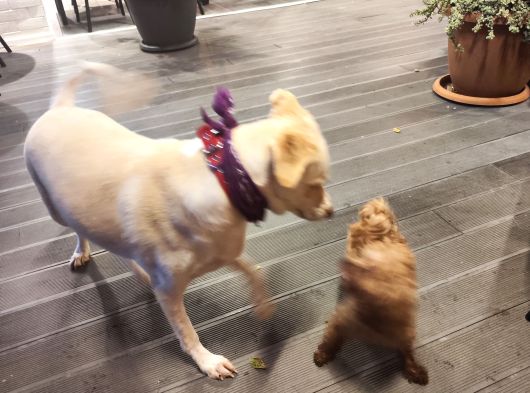 Gerçek Bir Hayat Arkadaşı Arayanlara Çok Uyumlu Bir Köpek görsel