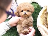 Dunyalar Guzeli Toy Poodle Bebeklerimiz 