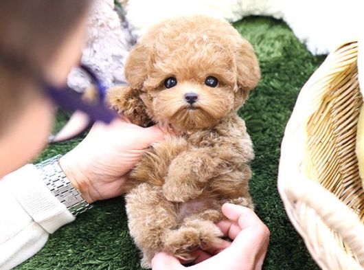 Dunyalar Guzeli Toy Poodle Bebeklerimiz  görsel
