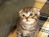 Secereli Scottish Fold Yavrular