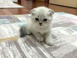 Son 2 Erkek Scottish Fold Yavrumuz