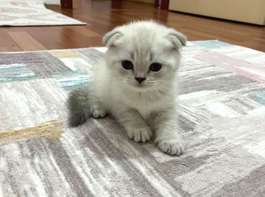 Son 2 Erkek Scottish Fold Yavrumuz görsel