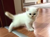 Son 2 Erkek Scottish Fold Yavrumuz