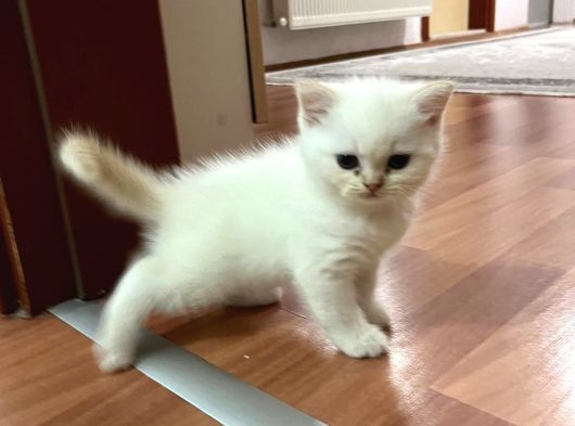 Son 2 Erkek Scottish Fold Yavrumuz görsel