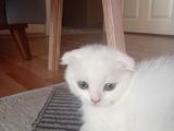 Son 2 Erkek Scottish Fold Yavrumuz