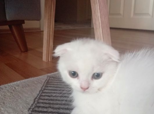 Son 2 Erkek Scottish Fold Yavrumuz görsel