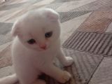Son 2 erkek scottish fold yavrumuz