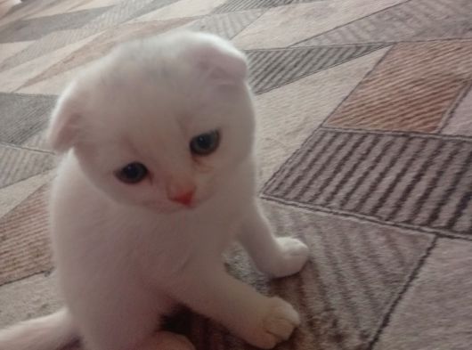 Son 2 Erkek Scottish Fold Yavrumuz