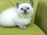 Bri̇ti̇sh Shorthai̇r Blupoi̇nt Li̇nxpoi̇nt Bebekleri̇m