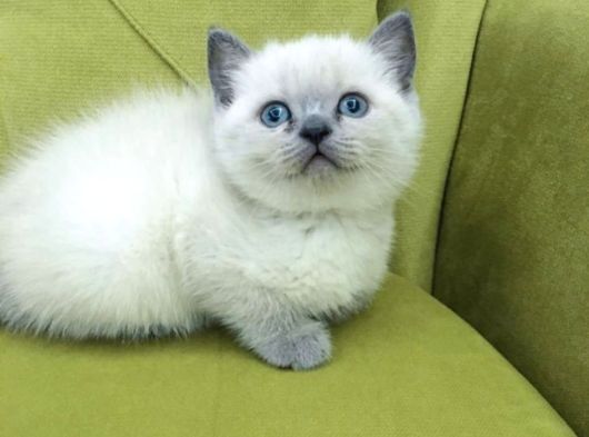 Bri̇ti̇sh Shorthai̇r Blupoi̇nt Li̇nxpoi̇nt Bebekleri̇m görsel