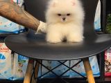 POMERRİAN BOO SEVİMLİ YAVRULAR