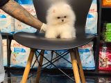 Pomerri̇an Boo Sevi̇mli̇ Yavrular
