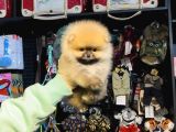 Pomerri̇an Boo Sevi̇mli̇ Yavrular