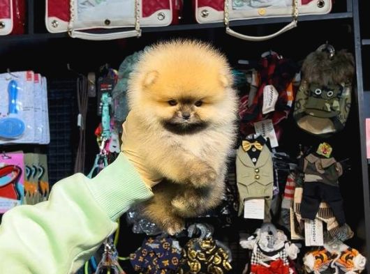 Pomerri̇an Boo Sevi̇mli̇ Yavrular görsel