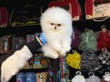 Pomerri̇an Boo Sevi̇mli̇ Yavrular