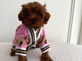 KIPKIRMIZI RED TOY POODLE SEVİMLİ YAVRULAR