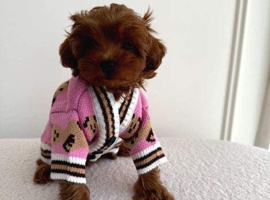 Kipkirmizi Red Toy Poodle Sevi̇mli̇ Yavrular