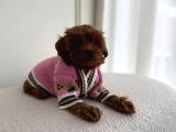 Kipkirmizi Red Toy Poodle Sevi̇mli̇ Yavrular