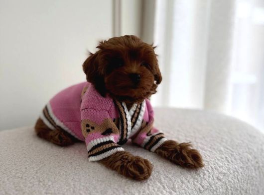 Kipkirmizi Red Toy Poodle Sevi̇mli̇ Yavrular görsel