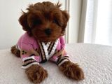 Kipkirmizi Red Toy Poodle Sevi̇mli̇ Yavrular