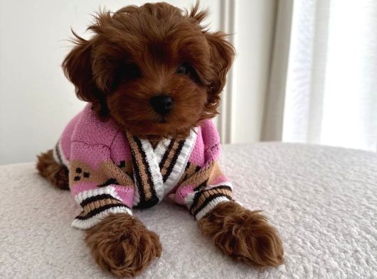 Kipkirmizi Red Toy Poodle Sevi̇mli̇ Yavrular görsel