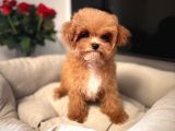 Malti̇poo Ci̇nsi̇ Yavrular Ev Üreti̇mi̇