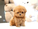 Evinizin Gozdesi Toy Poodle Yavrularim 